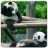 icon Panda Live Wallpapers 1.1