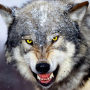 icon Wolf Wallpapers for Samsung Galaxy Note 10 1