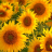 icon Sunflower Jigsaw Puzzle 1.0