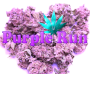 icon Purple Run for intex Aqua A4