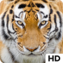 icon Tiger HD Wallpapers