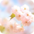 icon Sakura Fall 1.3.5