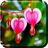 icon Heart Flower Live Wallpaper 3.0