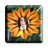 icon Color Flower PhotoFrame 2.0