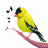 icon Bird Calls 13.0.3