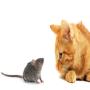 icon Cat and Rat