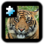 icon Jigsaw Puzzle: Tiger for iball Slide Cuboid