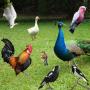 icon Bird Sounds