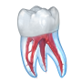 icon Dental 3D Illustrations for intex Aqua A4