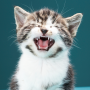 icon Cats sounds for Samsung Galaxy Note 10 1