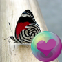 icon Butterflies HD Wallpapers