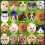 icon Cat Connect Onet