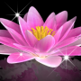 icon Water Lily Bell-
