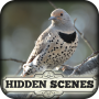 icon Hidden ScenesWinter Birding 