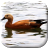 icon com.wizzhard.duck 3.0