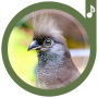 icon Bird Sounds Ringtones