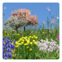 icon Spring Flowers Free Wallpaper