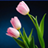 icon Kleurvolle Tulip Wallpapers 2.1.8