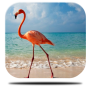 icon 3D Flamingo Live Wallpaper