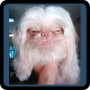 icon Guess the Celebrity Animal