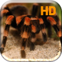 icon Tarantula Spider Attack Live Wallpaper