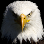 icon free live eagle wallpapers