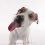 icon Dog Licks Screen Wallpaper for Samsung S5830 Galaxy Ace