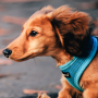 icon dachshund wallpapers for Samsung S5830 Galaxy Ace