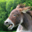 icon Donkey Sounds 3.0.0