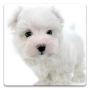 icon Dog Wallpapers! for Doopro P2