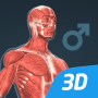 icon Human body male educational VR 3D
