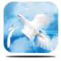 icon Angel Wings HD Live Wallpaper for Xiaolajiao 6