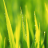 icon live grass wallpaper 10.02