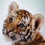 icon Amazing Tigers Live Wallpaper