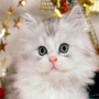 icon Cute Kittens Wallpapers