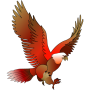 icon King Bird Oman / kboman / kb oman / OPC89546 for Sony Xperia XZ1 Compact