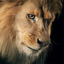 icon Amazing Lions Wallpapers