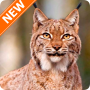 icon Lynx Wallpapers
