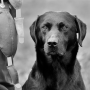 icon Gundog Challenge for Samsung Galaxy Note 10 1