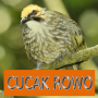 icon Master Kicau Cucak Rowo for iball Slide Cuboid