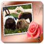 icon Love Frames for tecno F1