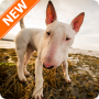icon Bull Terrier Wallpapers HD