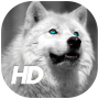icon Wolf Wallpaper for iball Slide Cuboid