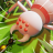 icon Ant Of War 1.0.5