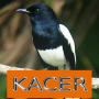 icon Master Kicau Kacer