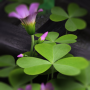 icon 3D Flowers Live Wallpaper HD