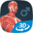 icon Human body male educational VR 3D 1.30