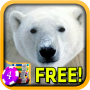 icon 3D Polar Bear SlotsFree