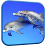 icon Dolphins Video Live Wallpaper for LG K10 LTE(K420ds)