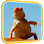 icon Funny Lizards Live Wallpaper
